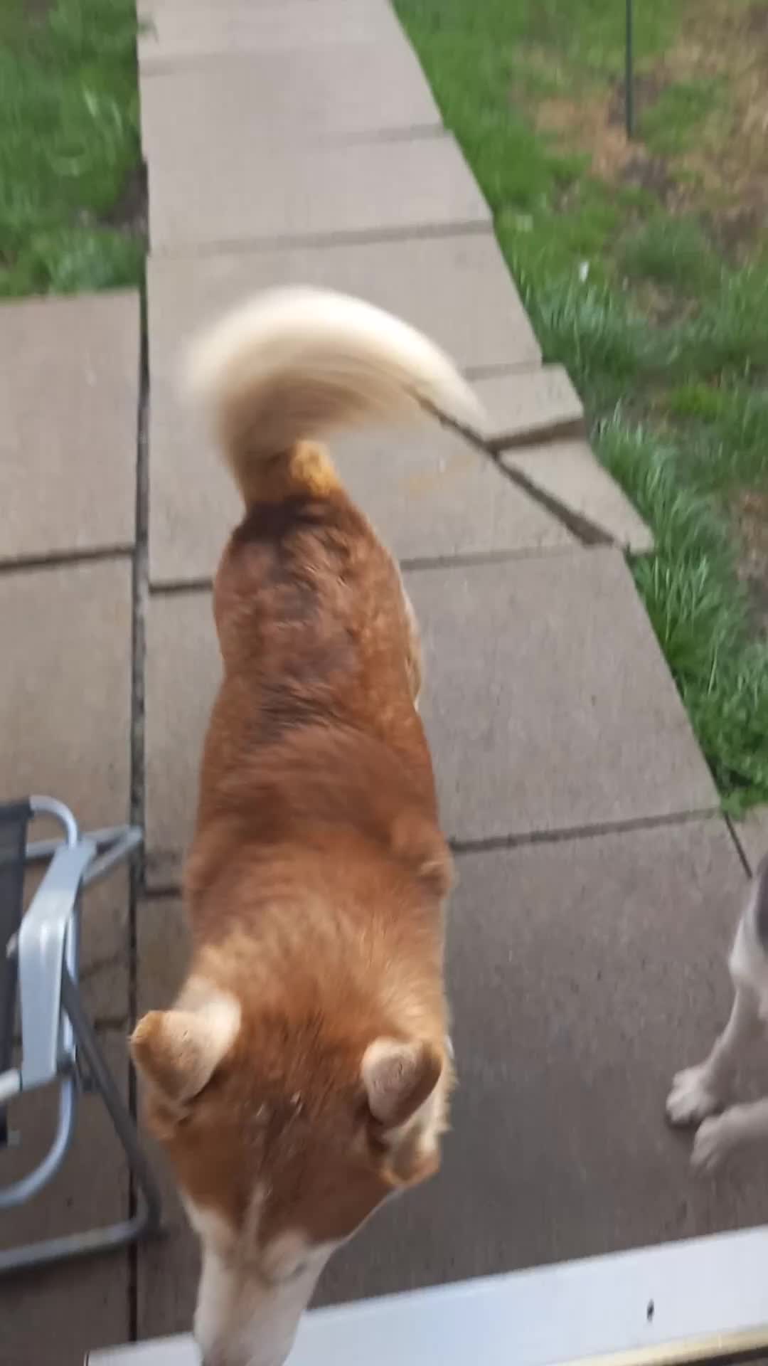 Siberian Husky dogs for stud: Nero  - Video 3