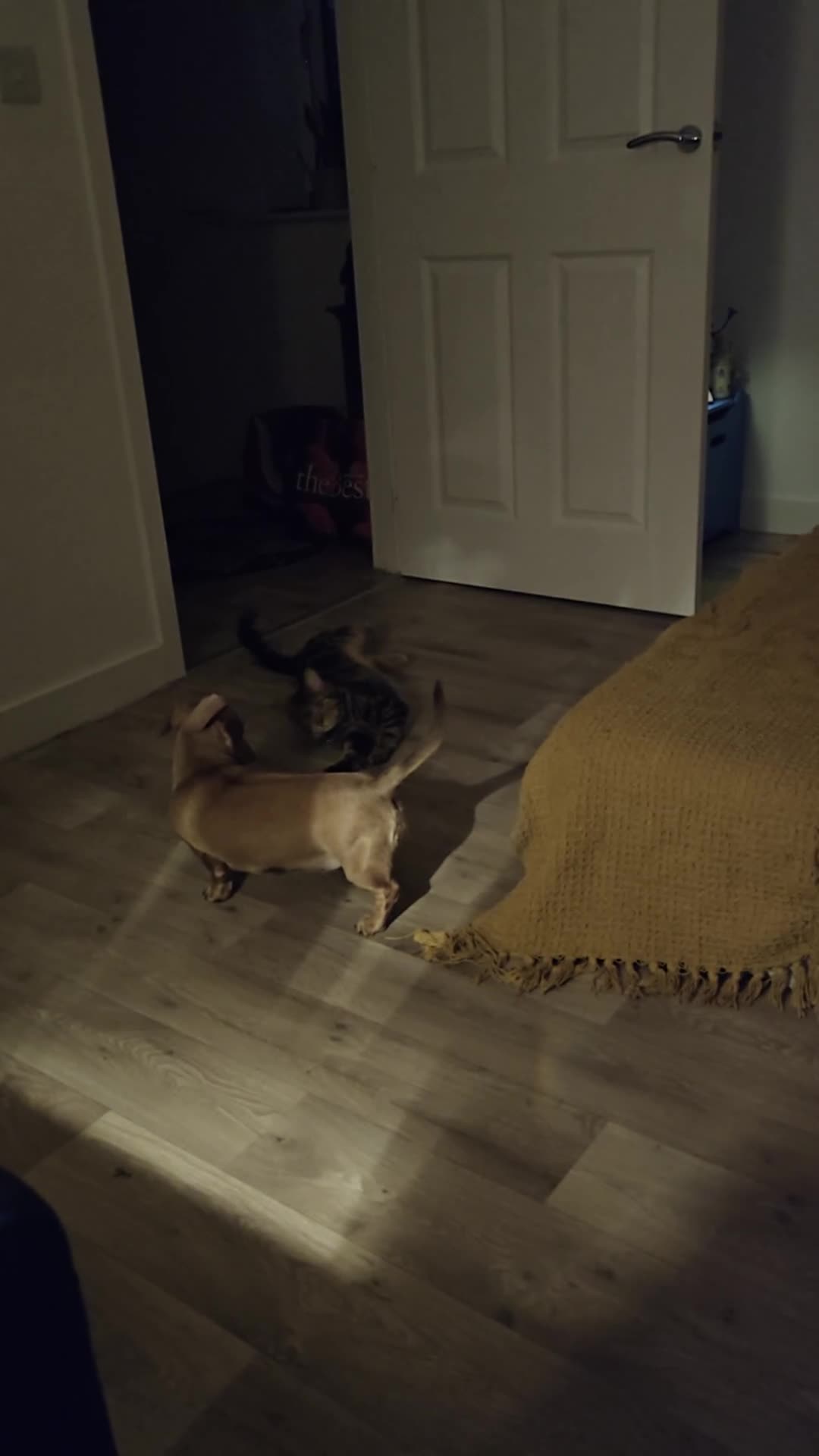 Bengal cats for sale: Bagheera - Video 1