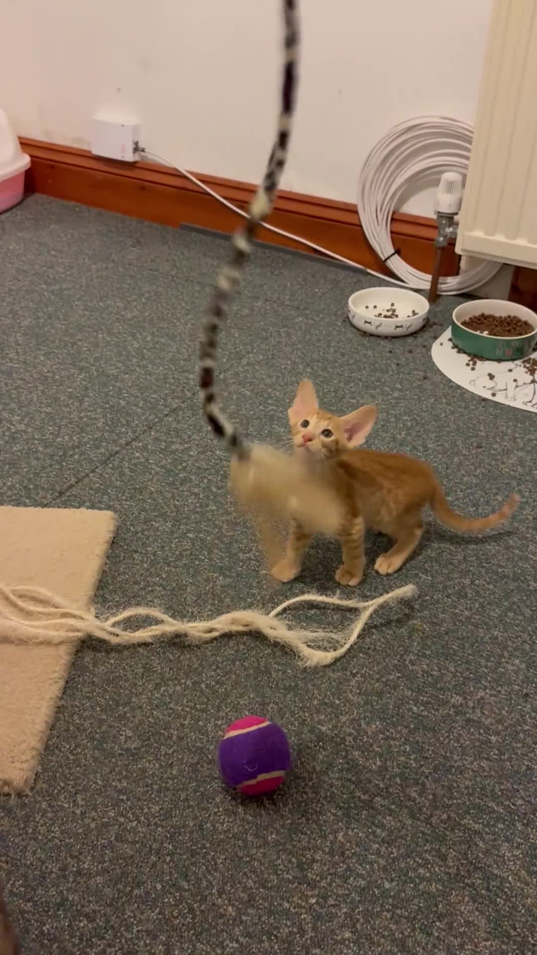 Oriental cats for sale: Beautiful oriental kittens  - Video 2