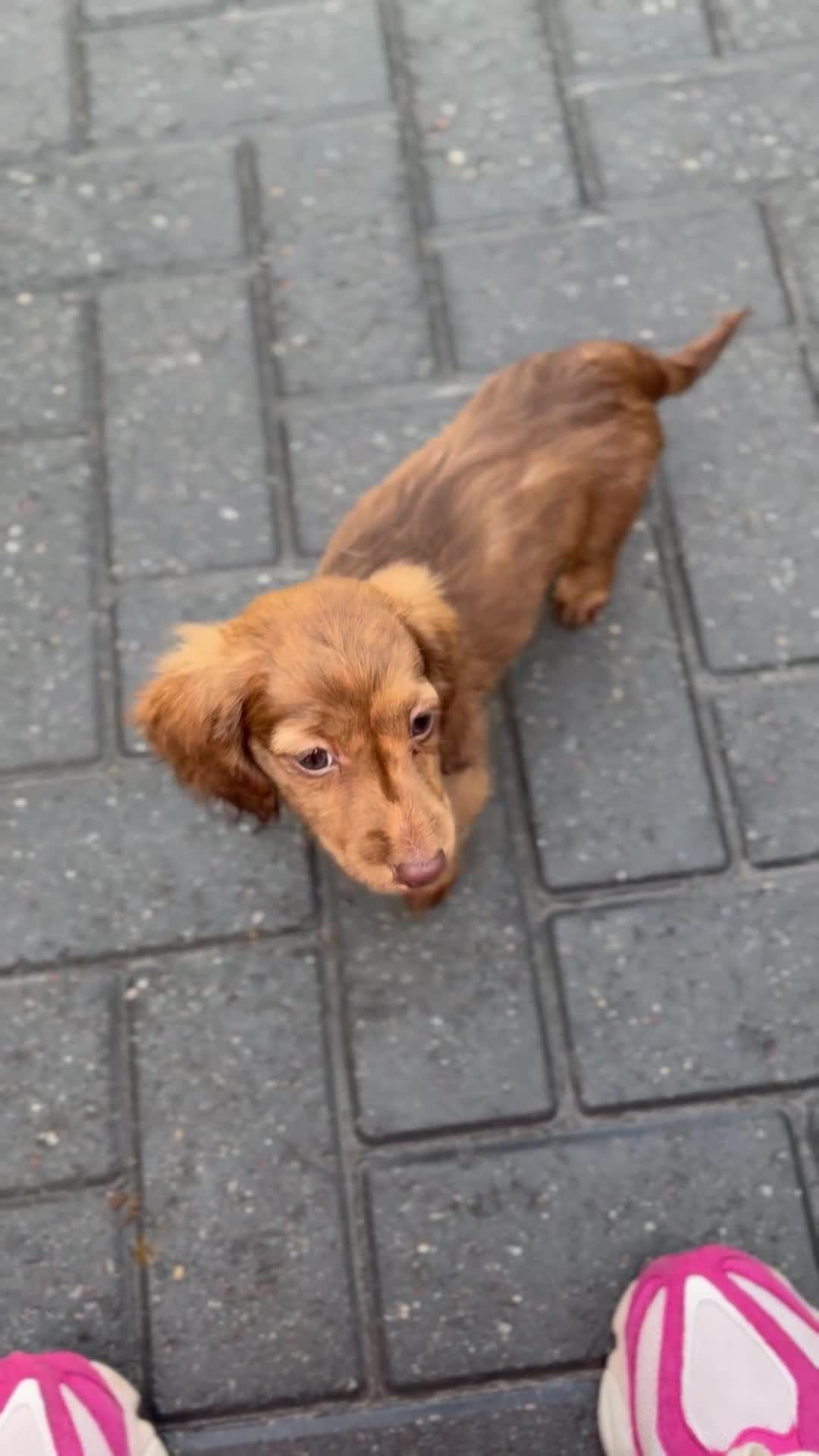 Miniature Dachshund dogs for sale: Kc long hair mini dachshunds  - Video 2