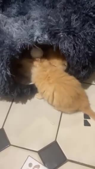 Persian cats for sale: 💖Purr-fect Persian Kittens 💖 PEDIGREE - Video 2