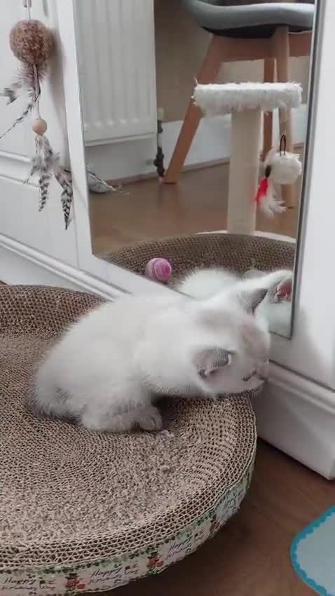 Scottish Fold cats for sale: Pedigree Scottish Folds kittens READY TO LEAVE - Video 1