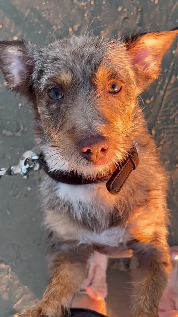 Jack Russell dogs for stud: Beautiful Merle stud  in Fareham - Video 1