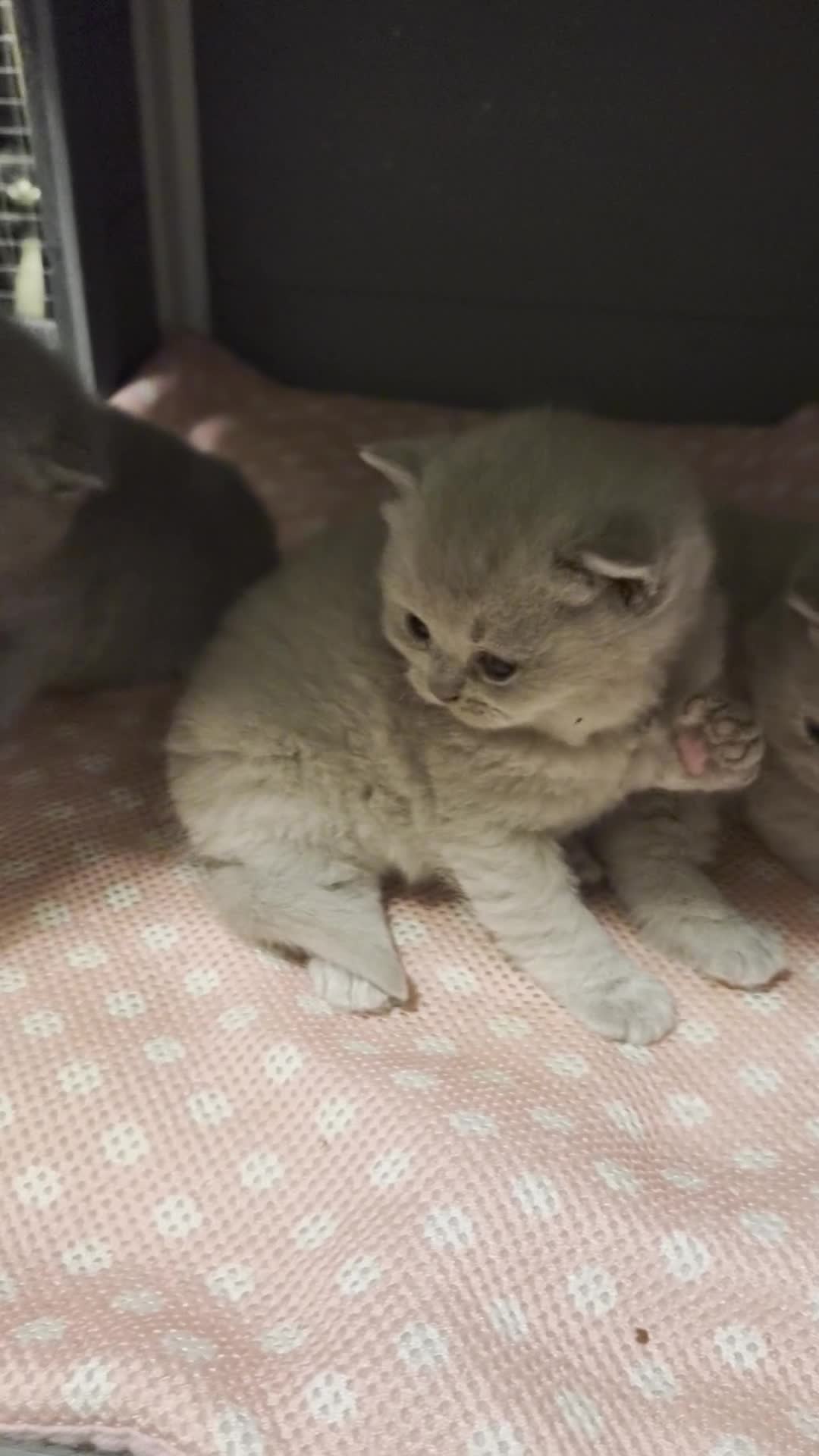 British Shorthair cats for sale: 🌟 Stunning British Shorthair Kittens 🌟 - Video 1