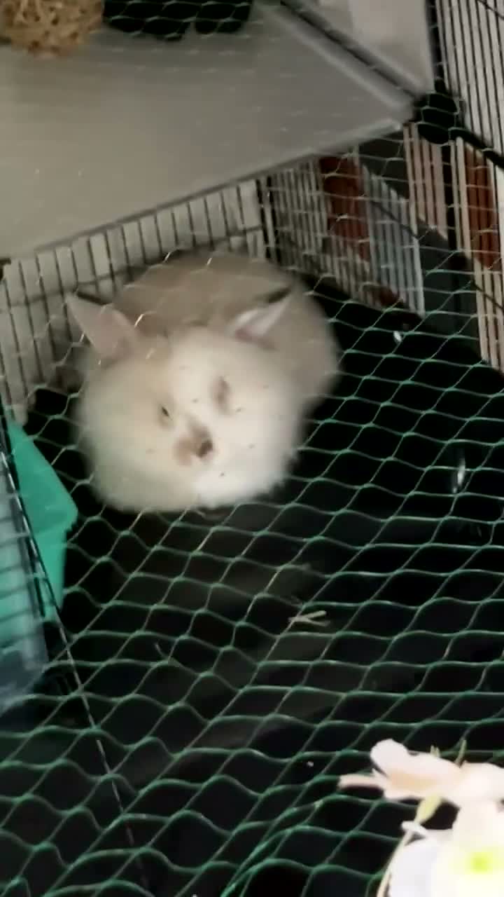 Lionhead rabbits for sale: Lionhead/giant lop rabbit in Mexborough - Video 1