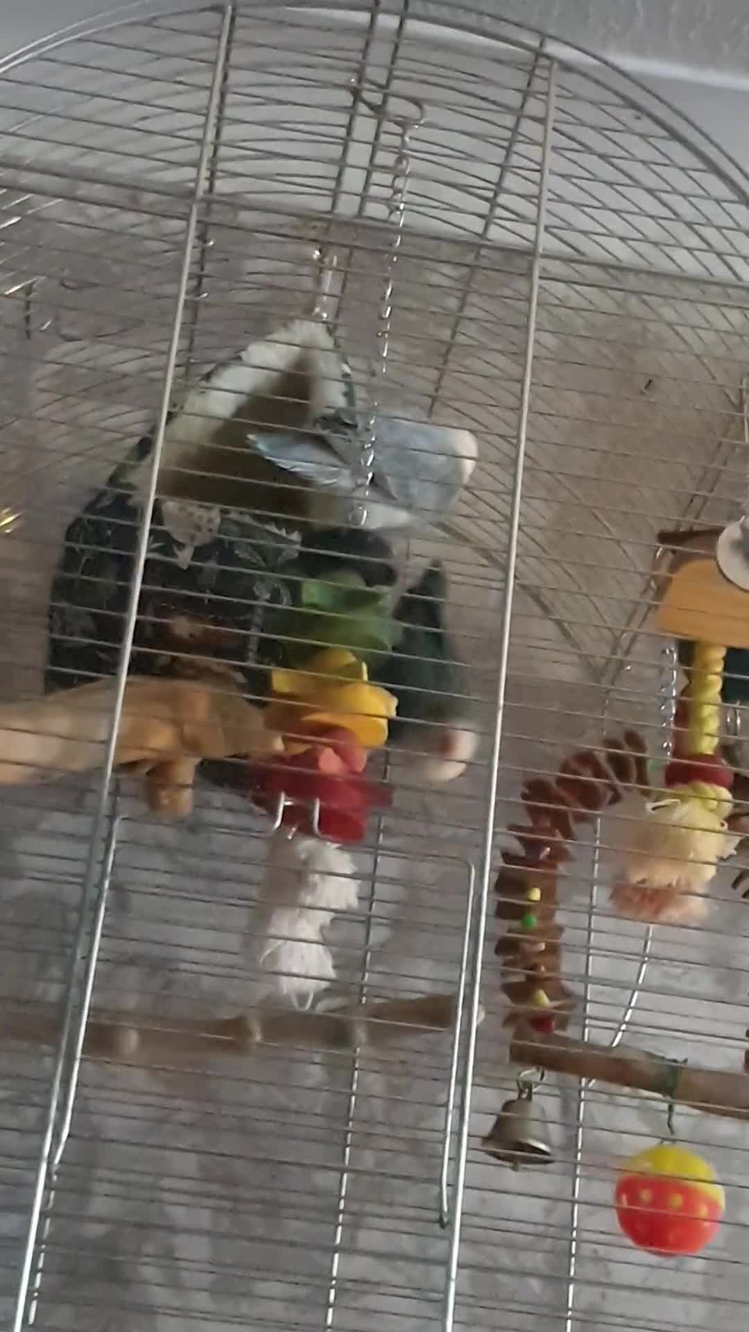 Lovebirds birds for sale: 2 baby lovebirds for sale - Video 2