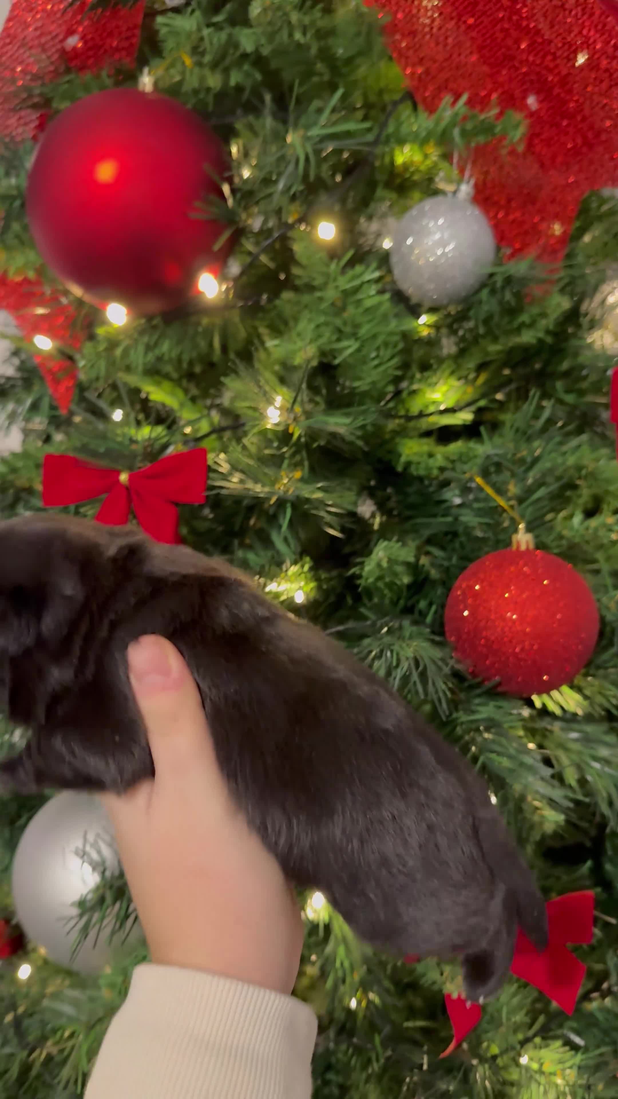 Pug dogs for sale: 🐾 Beautiful Pug Puppies 🐾 - Video 4