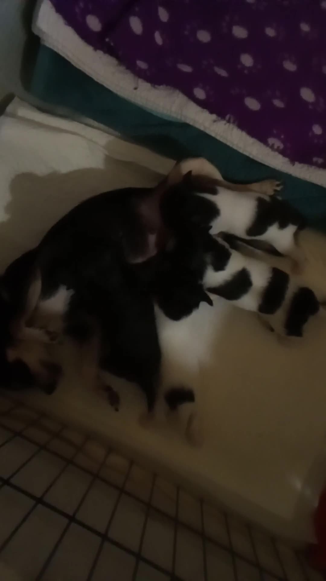 Chihuahua dogs for sale: Four chihuahua puppies for sale  in Shrewsbury - Video 1