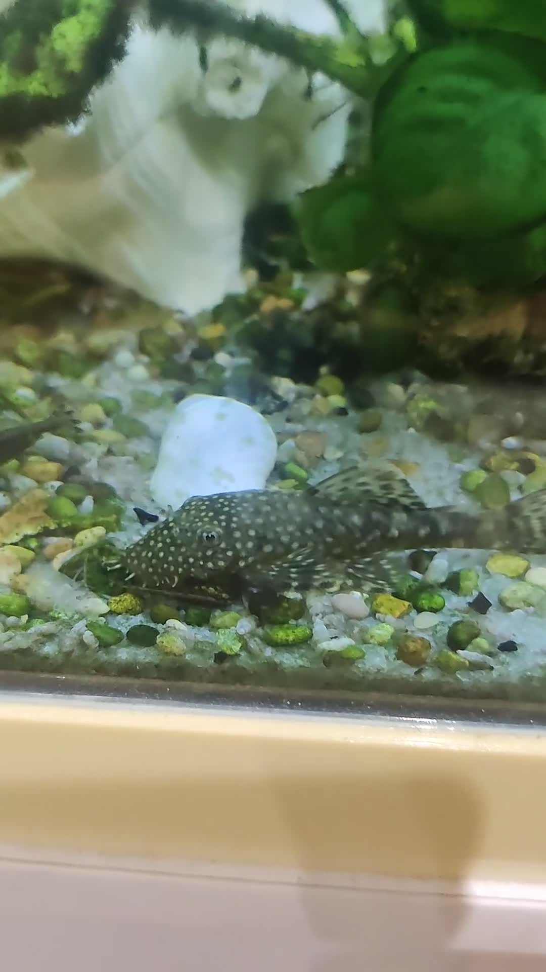 Plecos fish for sale: Small and Medium Size Plecos - Video 1