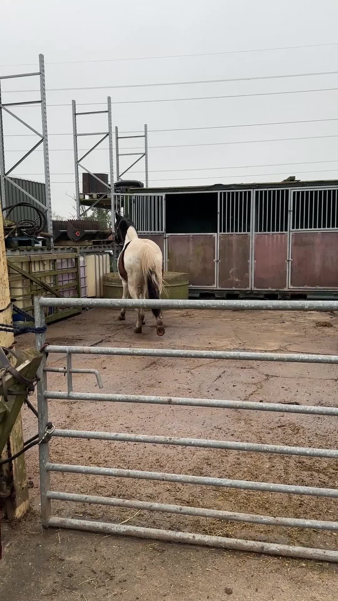 Other Breed horses for sale: FLOSSIE BEAUTIFUL SKEWBALD HOMEBRED MARE  - Video 2