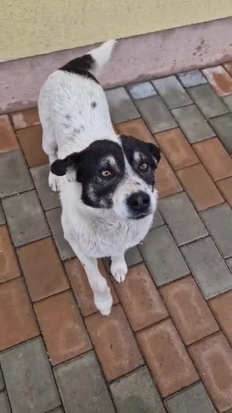 Mixed Breed dogs for adoption: PATROCLE – a Lovely boy for a Loving Home - Video 3