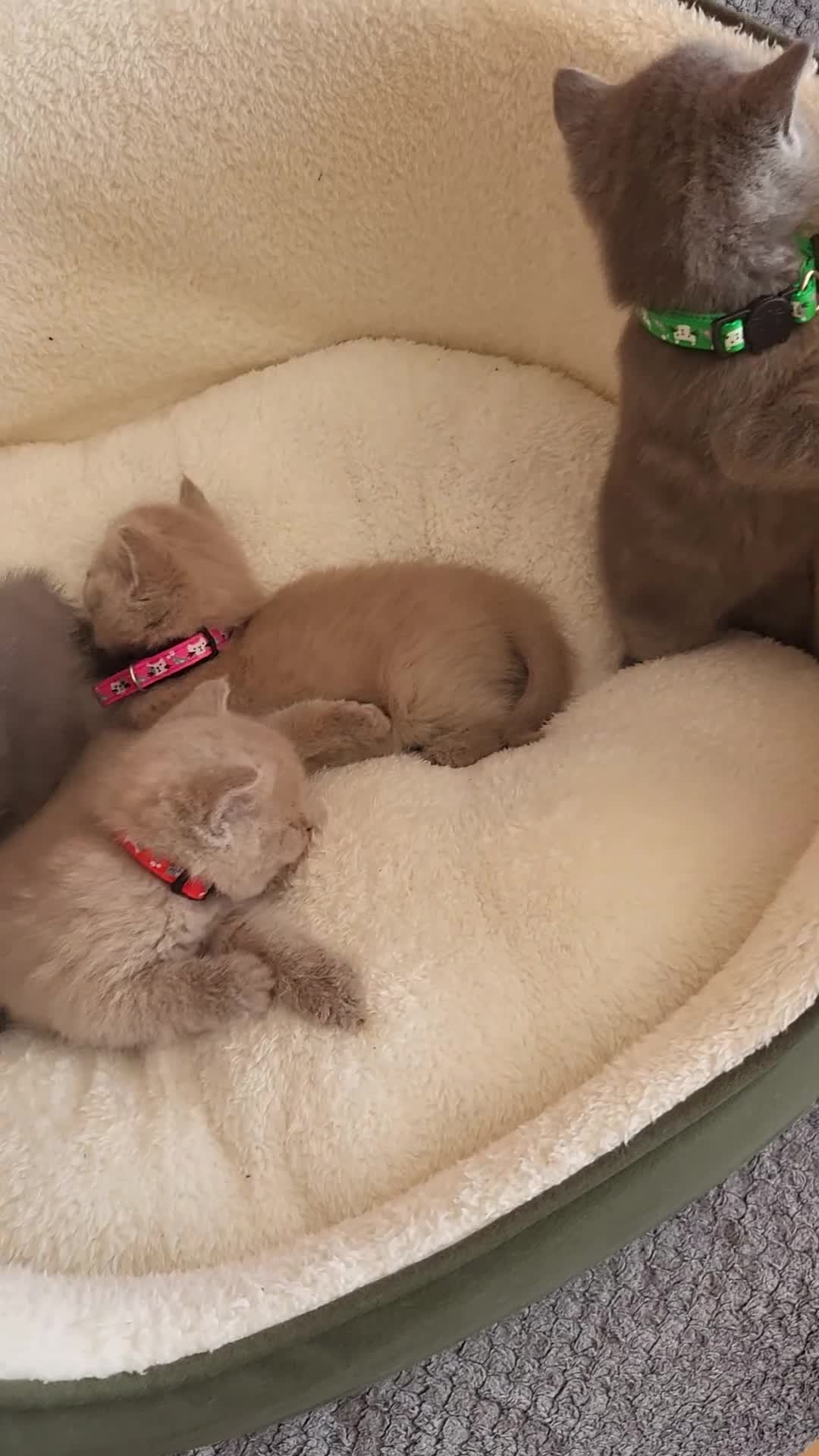 British Shorthair cats for sale: 4 adorable British Shorthair kittens - Video 1