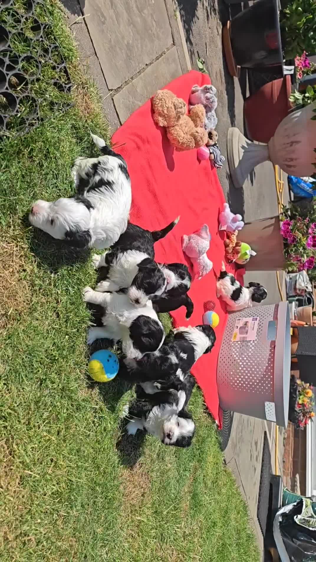 Havanese dogs for sale: Show quality litter of kc reg havanese puppies in Lincoln - Video 1