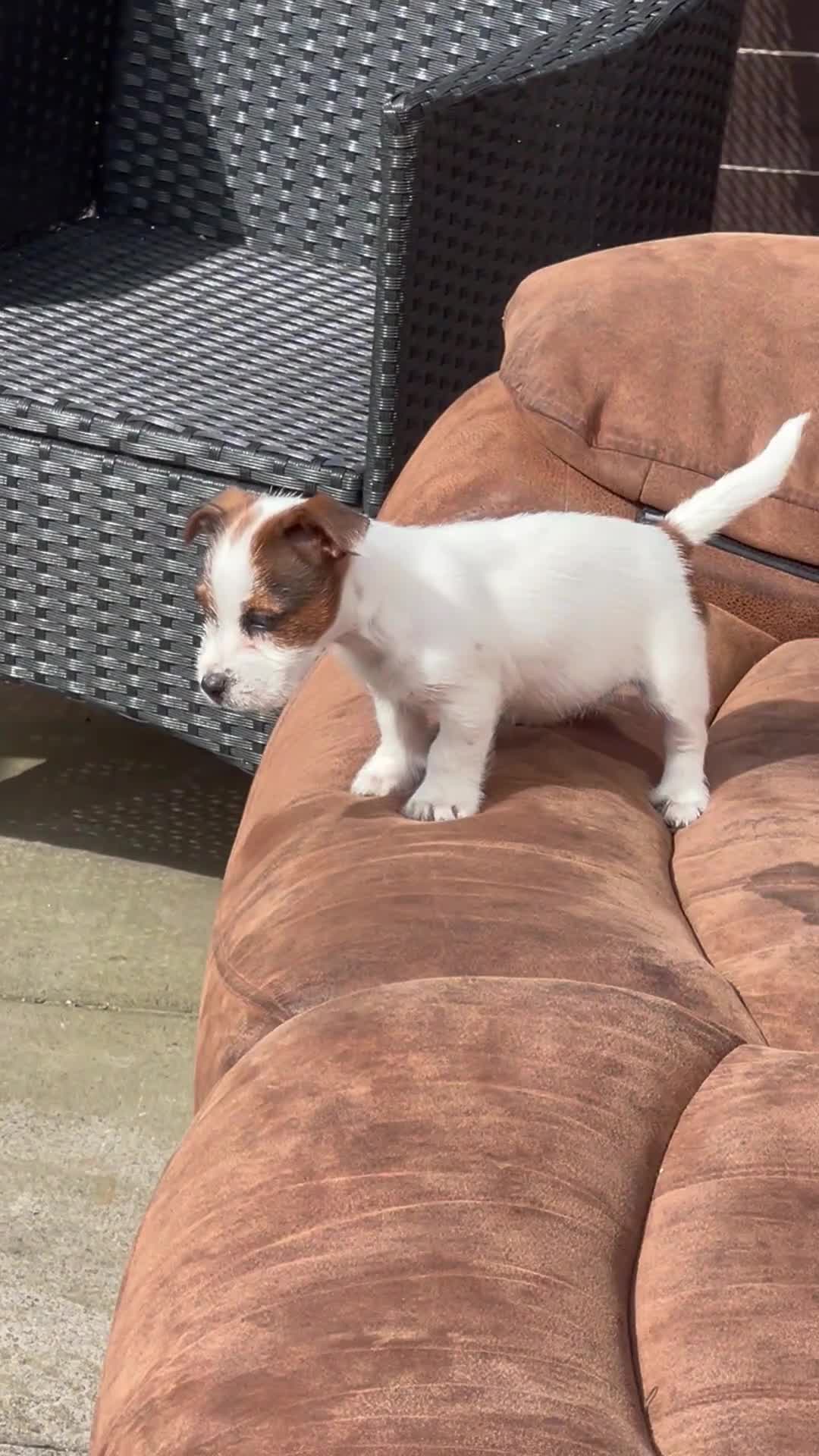 Jack Russell dogs for sale: Jack Russell Female puppy - Video 2