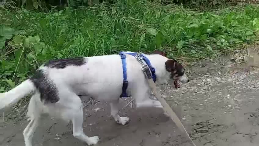 Mixed Breed dogs for adoption: ❤️ Alma – a 1.5-year-old lower-medium girl❤️ - Video 1