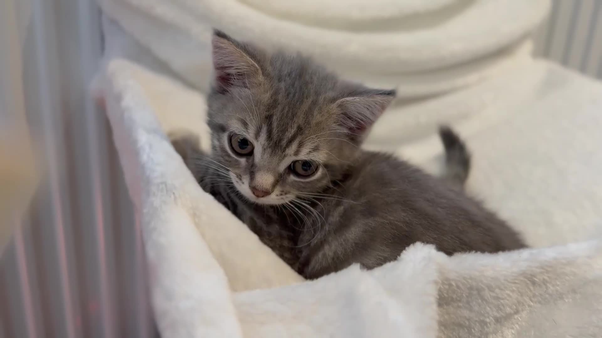 British Shorthair cats for sale: Full BSH kittens ready to leave now, 14 weeks old - Video 2