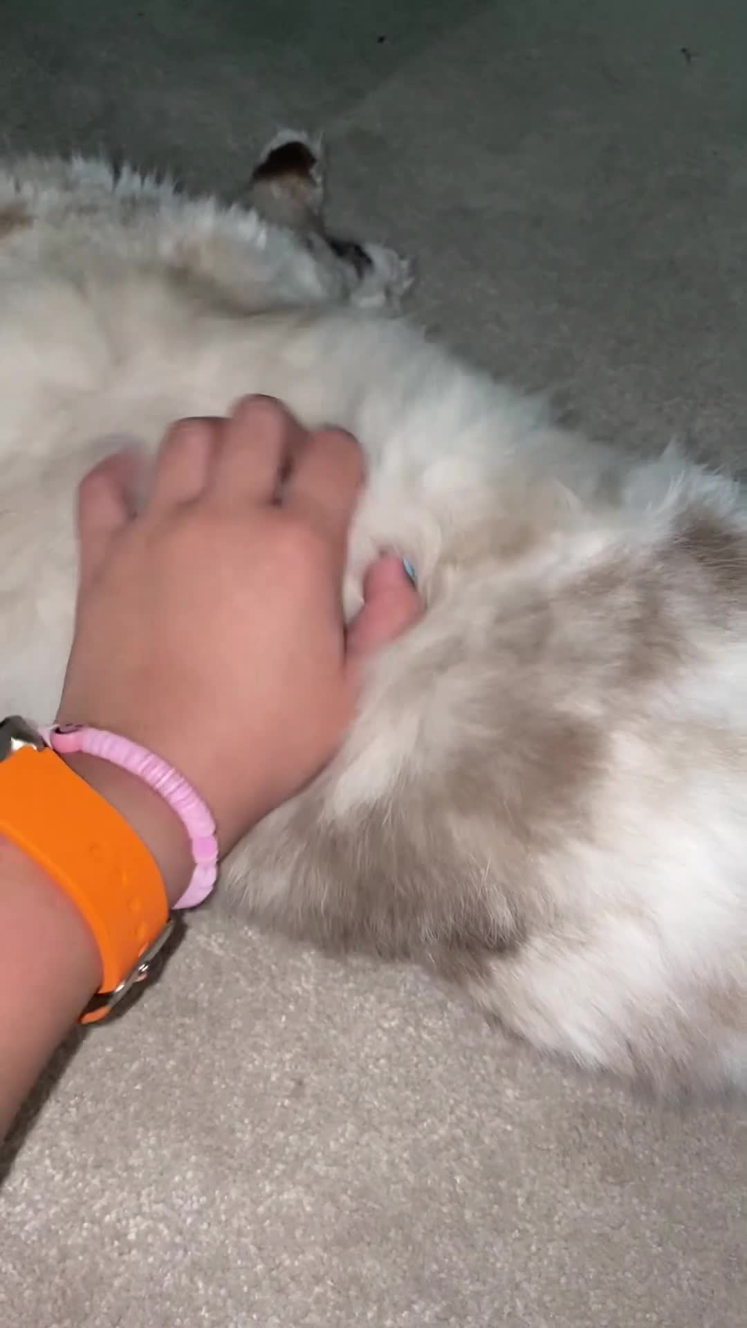 Ragdoll cats for sale: Ragdoll cat in need of loving new home  in Hemel Hempstead - Video 1