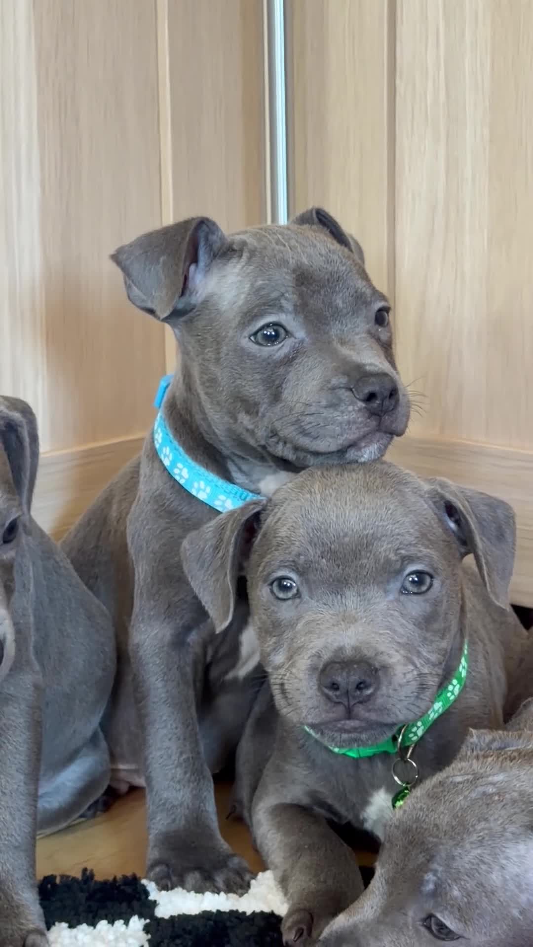 Staffordshire Bull Terrier dogs for sale: Staffordshire bull terrier puppies 🥰 - Video 1