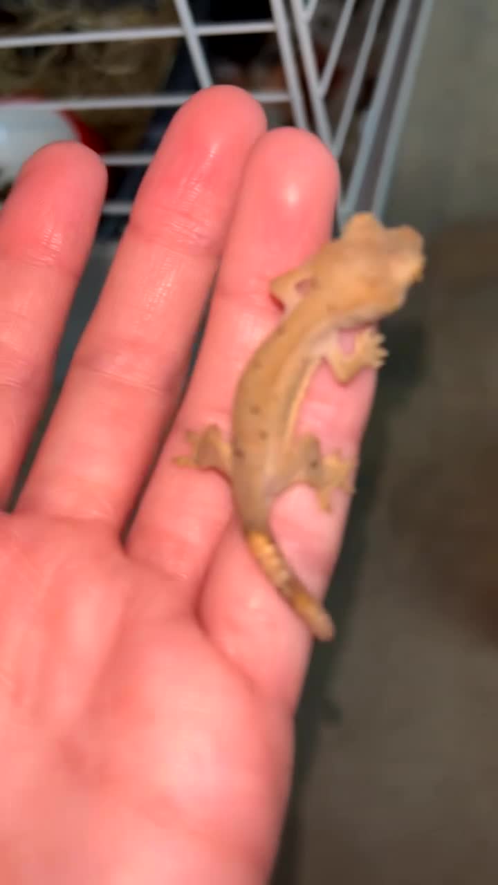 Gecko reptiles for sale: Young Crested Geckos X2 LEFT - Video 4