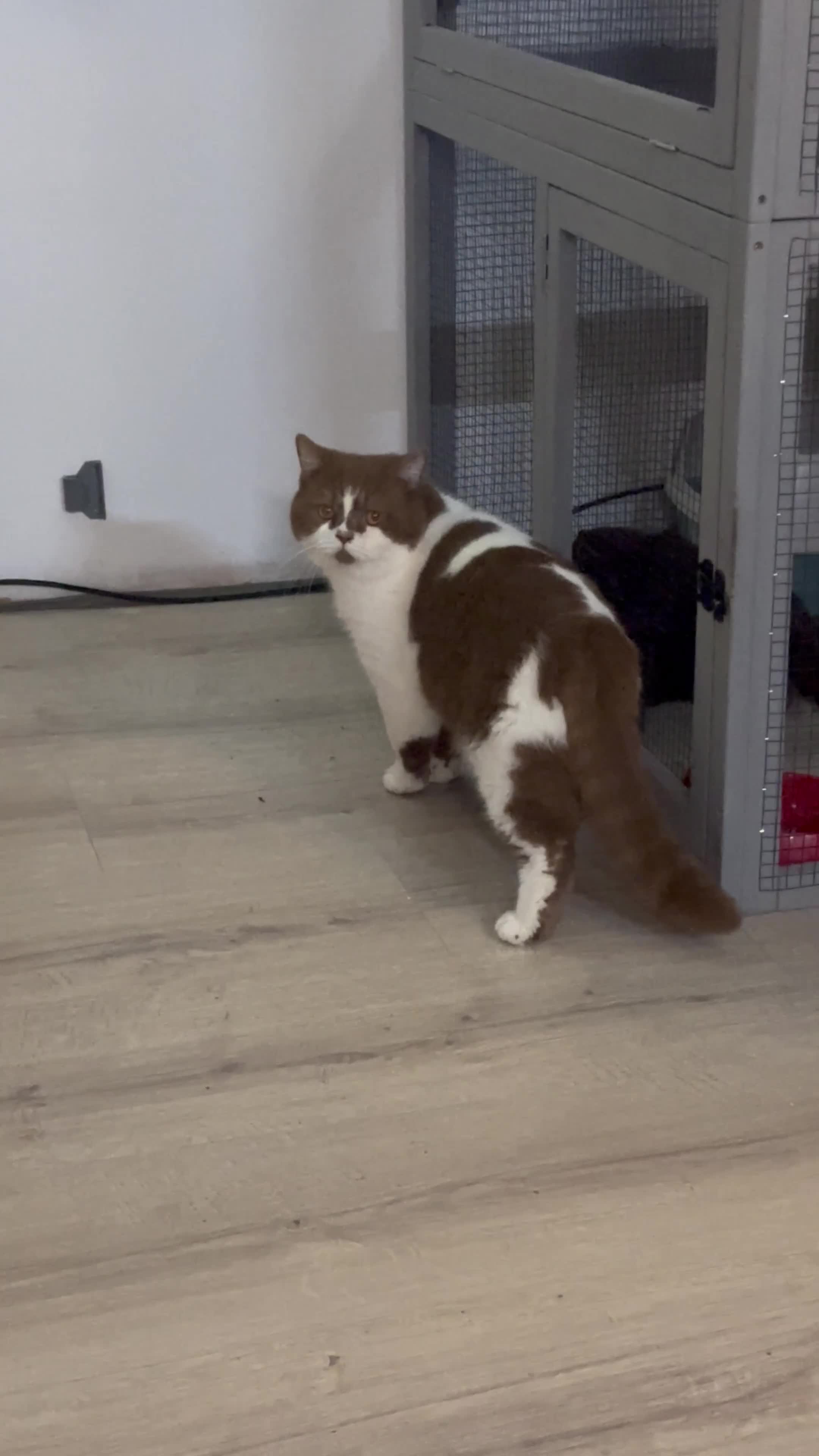 British Shorthair cats for stud: Tica reg Cinnamon bi colour stud  - Video 3