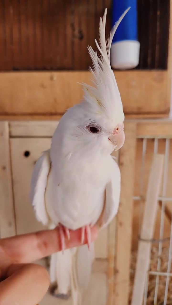 Mixed Breed birds for sale: Mixed Breed - Video 1