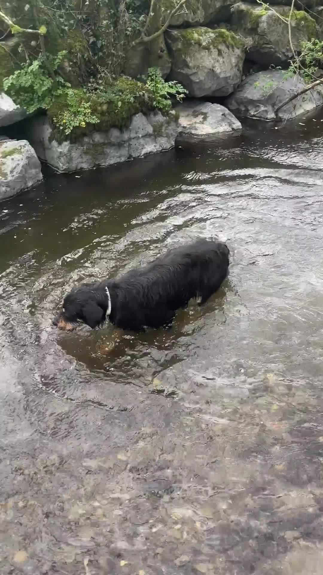 Huntaway dogs for sale: Velma - Video 1