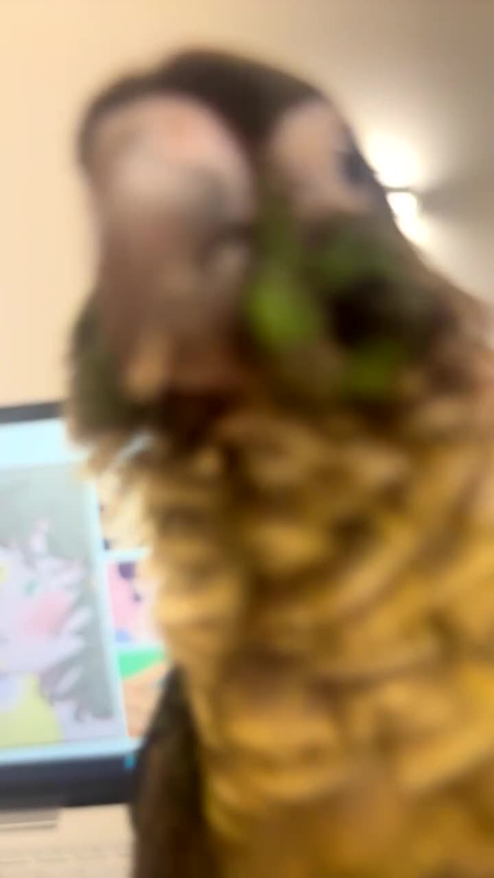 Conures birds for sale: URGENT SELL Tame 6-month old Male Conure in Wembley - Video 4