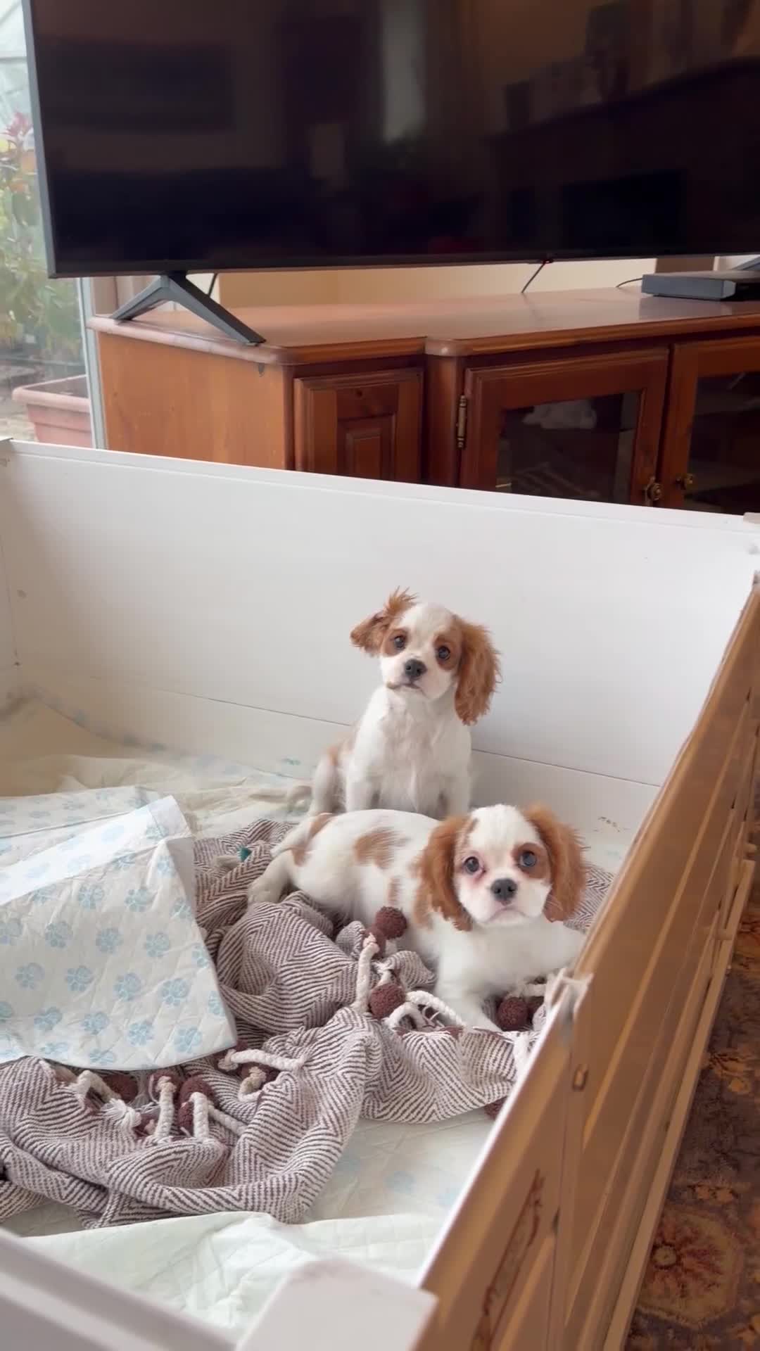 Cavalier King Charles Spaniel dogs for sale: Kc registered cavalier king charles puppies - Video 2