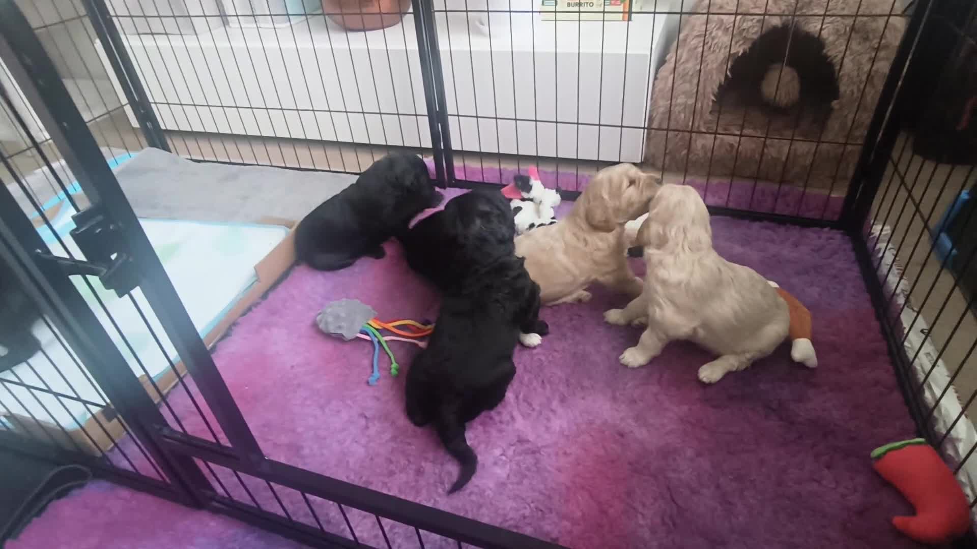 Labradoodle dogs for sale: Australian Labradoodle Puppies - Video 2