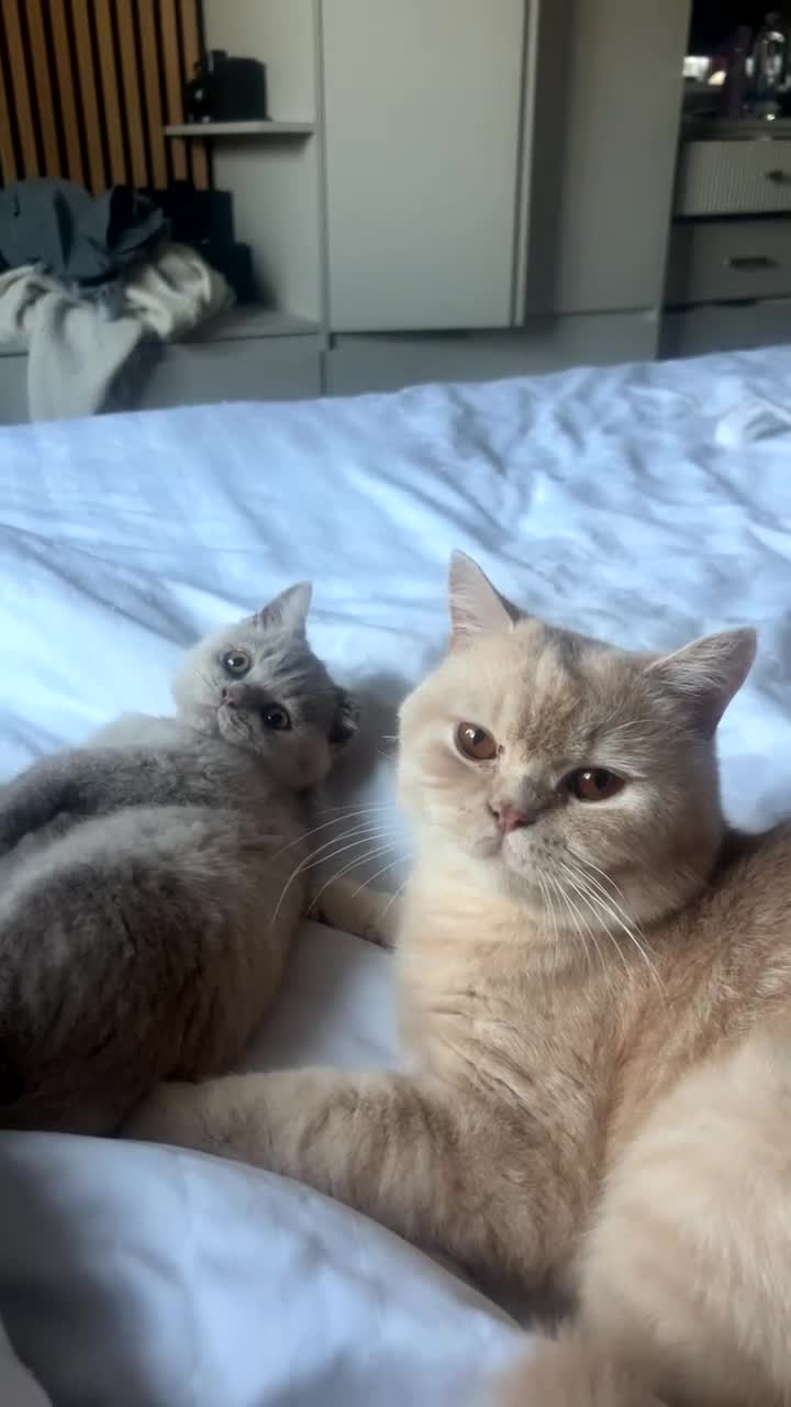 British Shorthair cats for sale: Beautiful lilac British short hair kittens - Video 1