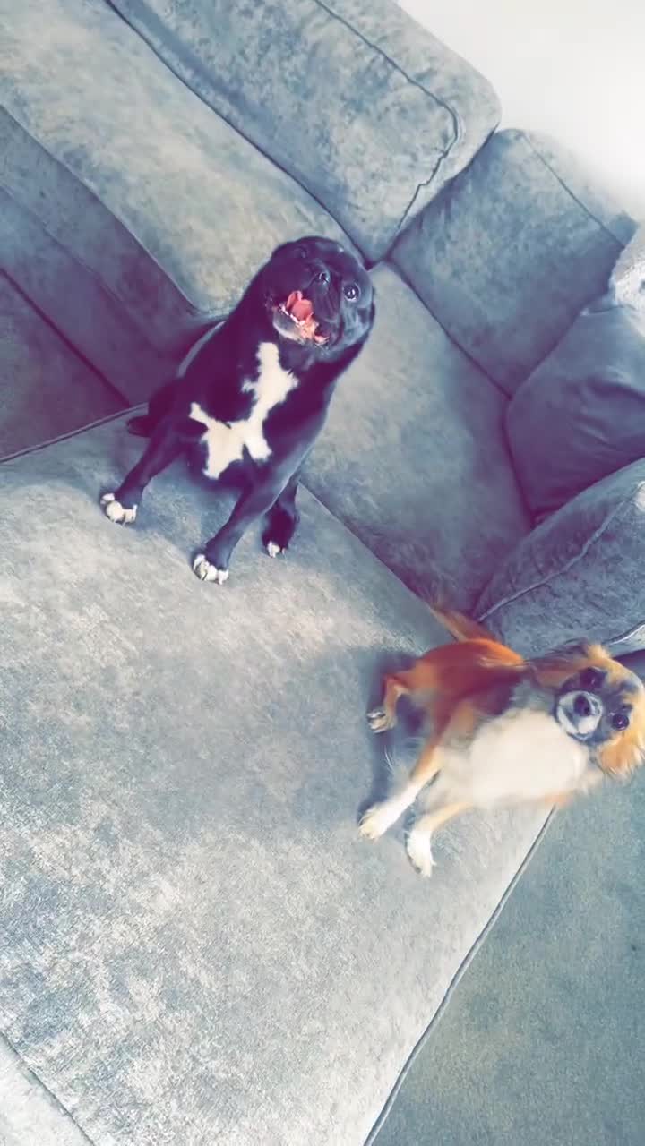 Chug dogs for sale: Chug puppies - Video 2