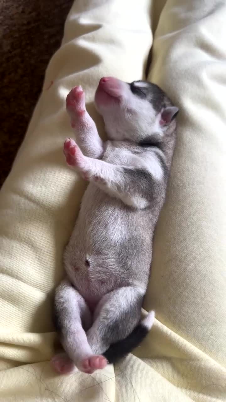 Siberian Husky dogs for sale: Husky puppies for sale  in Saltcoats - Video 2