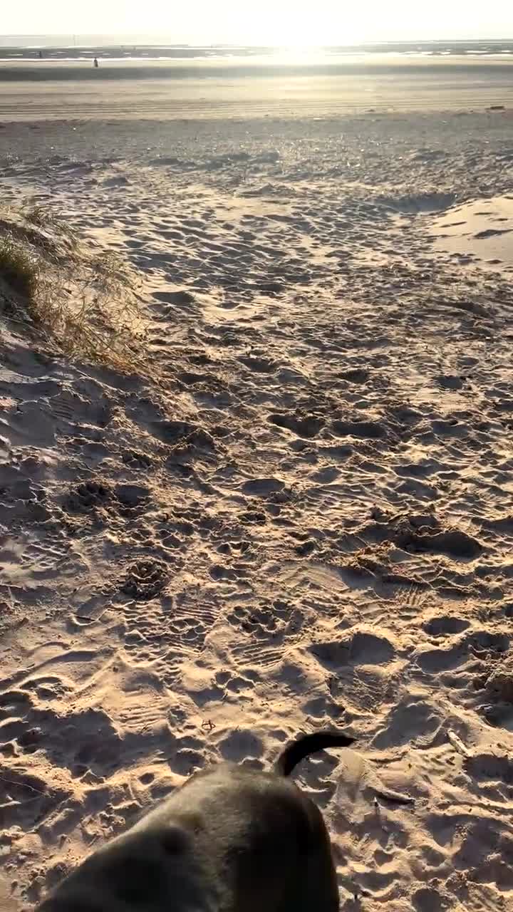 Cane Corso dogs for sale: Dog for rehome  in Liverpool - Video 1