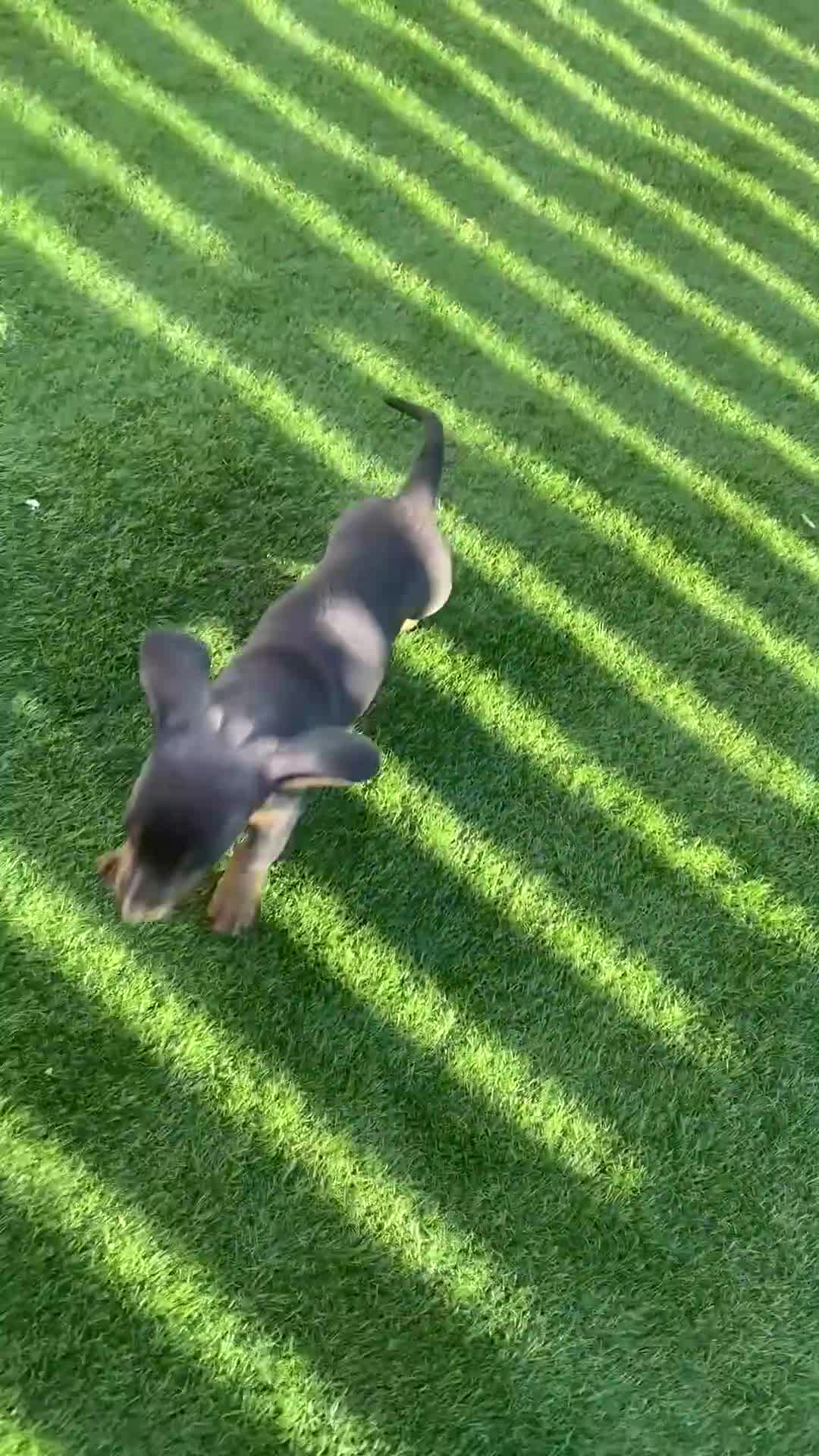 Miniature Dachshund dogs for sale: Miniture dachshund puppies - Video 3