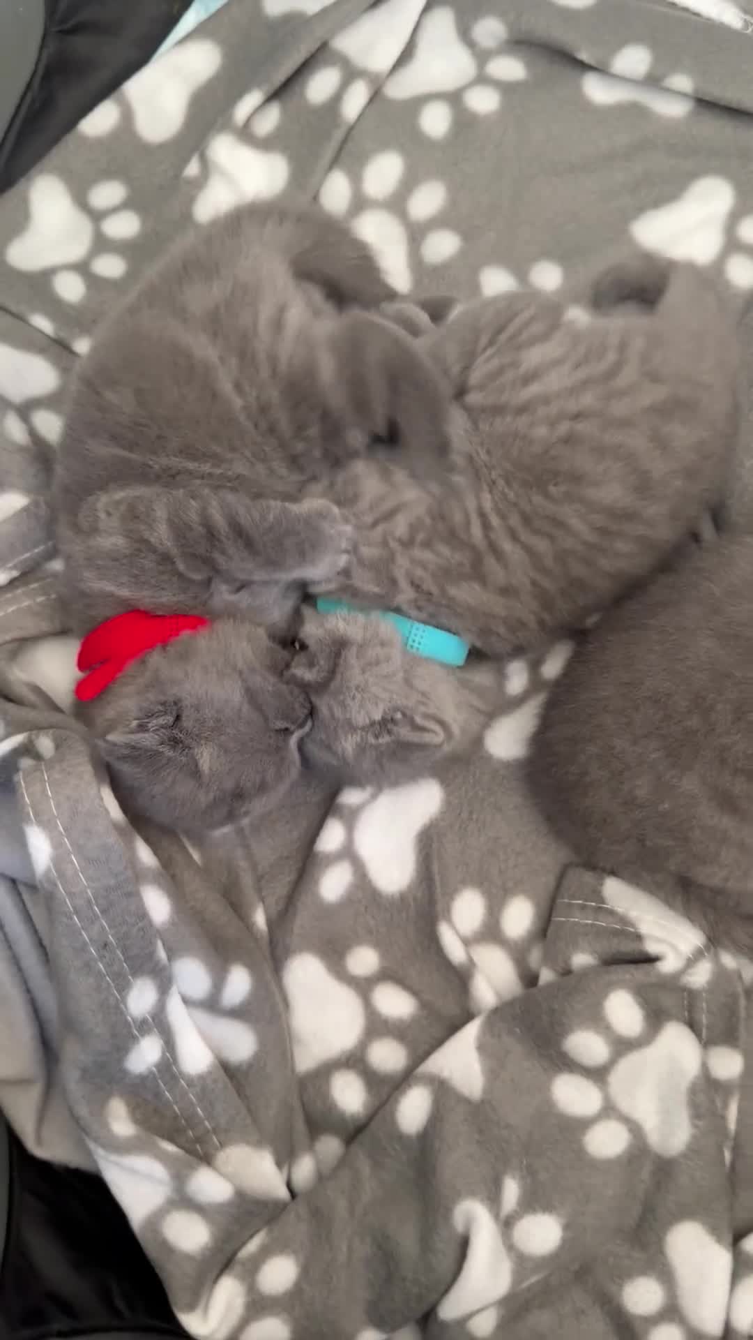 British Shorthair cats for sale: Full Pedigree British Blue Shorthair Kittens - Video 1