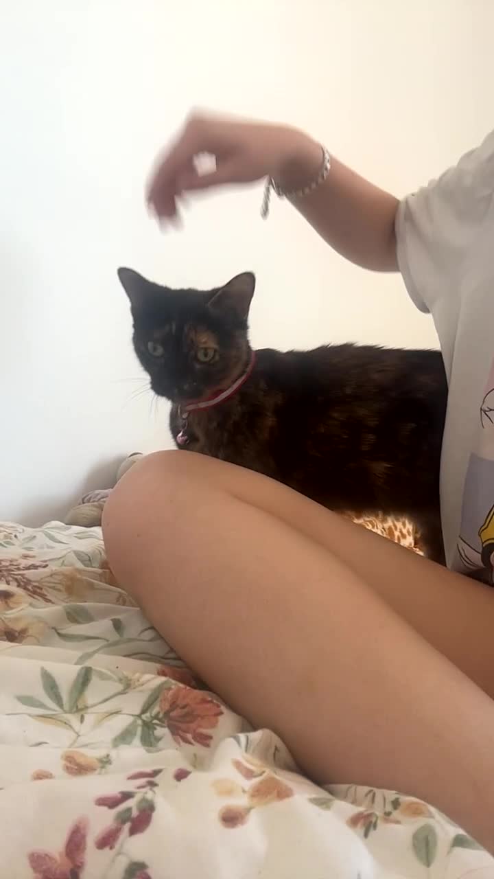 Mixed Breed cats for sale: 4yr old cat for sale - Video 1