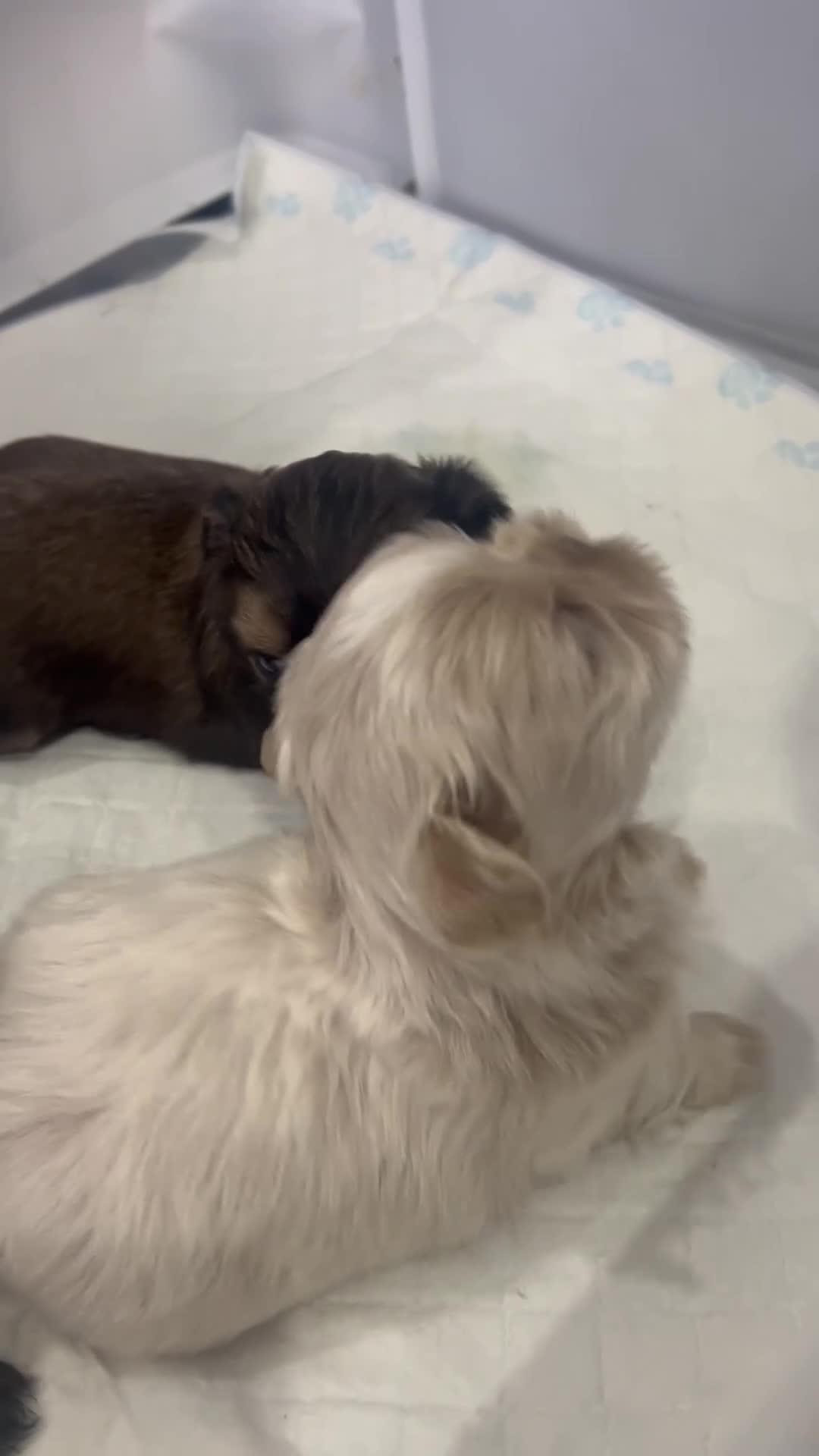 Shih Tzu dogs for sale: Stunning imperial Shih Tzu pups in Newcastle upon Tyne - Video 1