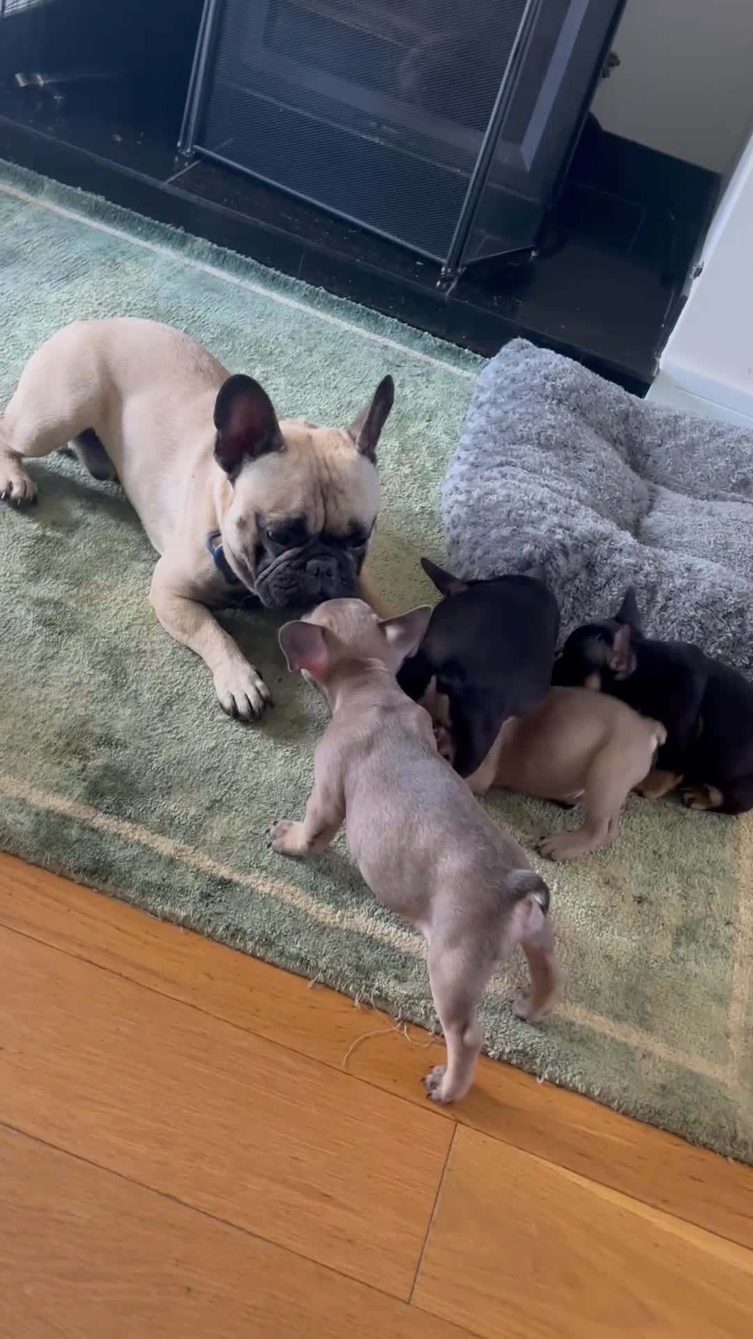 French Bulldog dogs for sale: 🐾 French Bulldog Puppies - Ready to go! 🐾 - Video 2