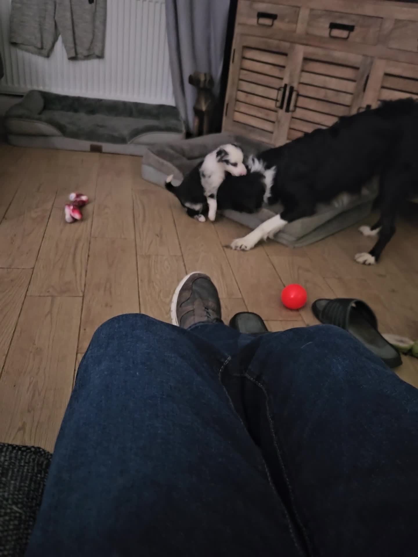 Border Collie dogs for sale: 5 border collie pups - Video 1
