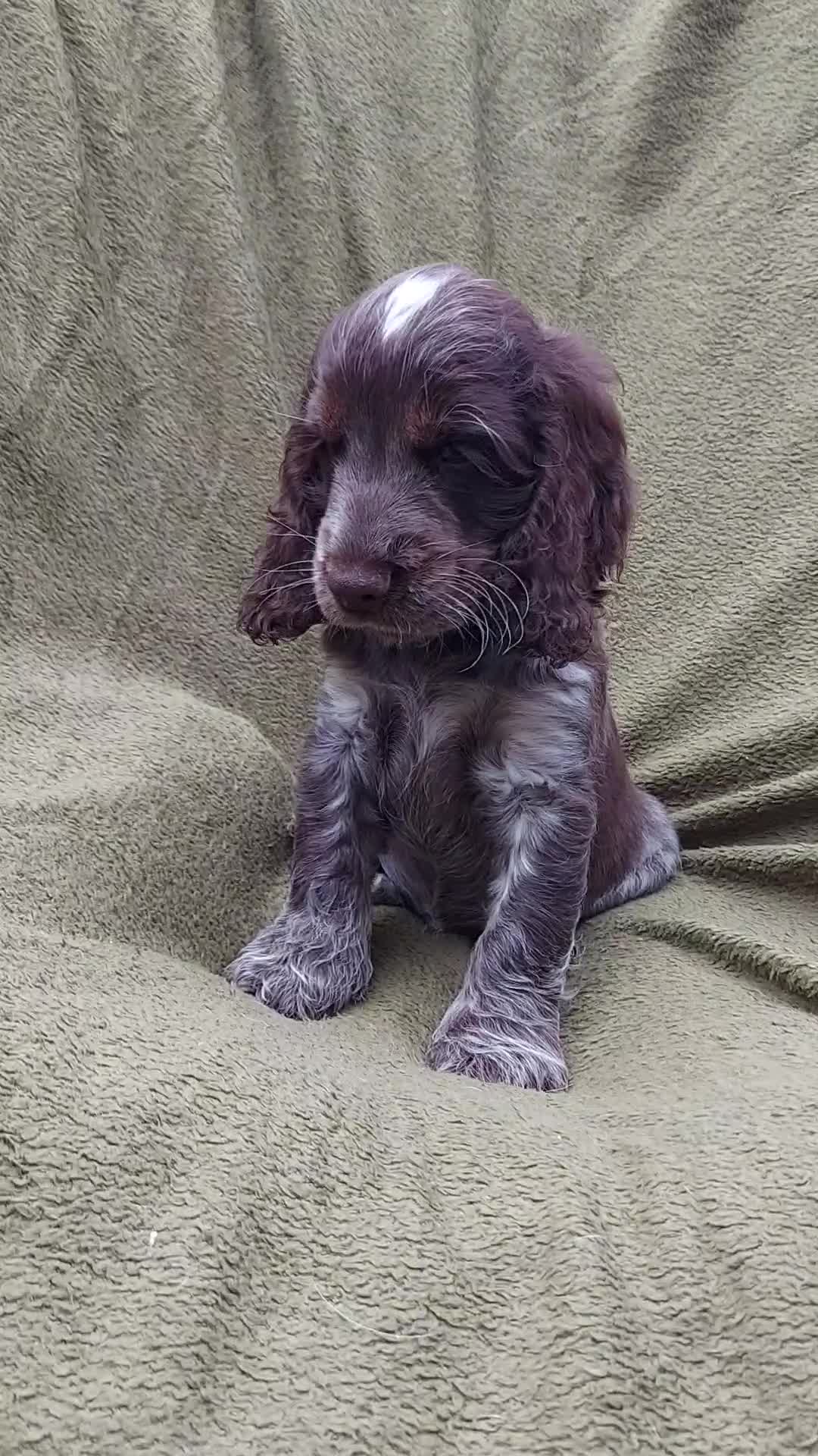 Cocker Spaniel dogs for sale: 1 beautiful kc reg show cocker puppy for sale - Video 1