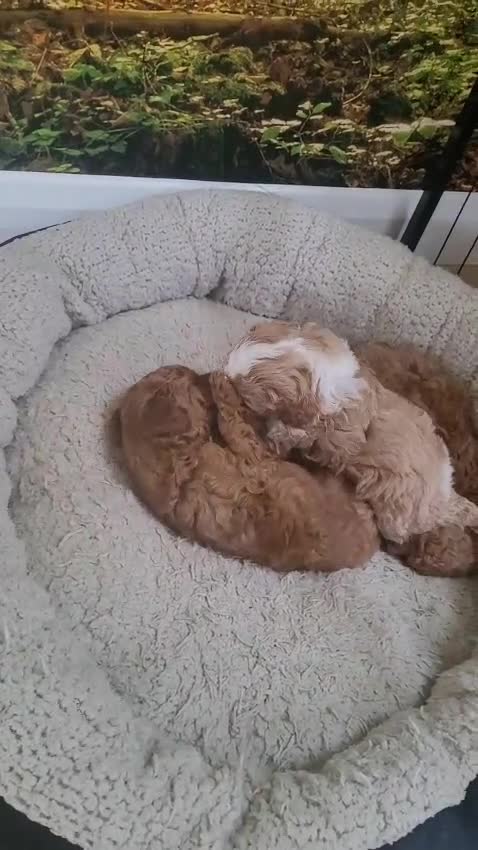 Toy Poodle dogs for sale: Gorgeous Toy poodle Puppies - 2 girls and 1 boy  in Dagenham - Video 2