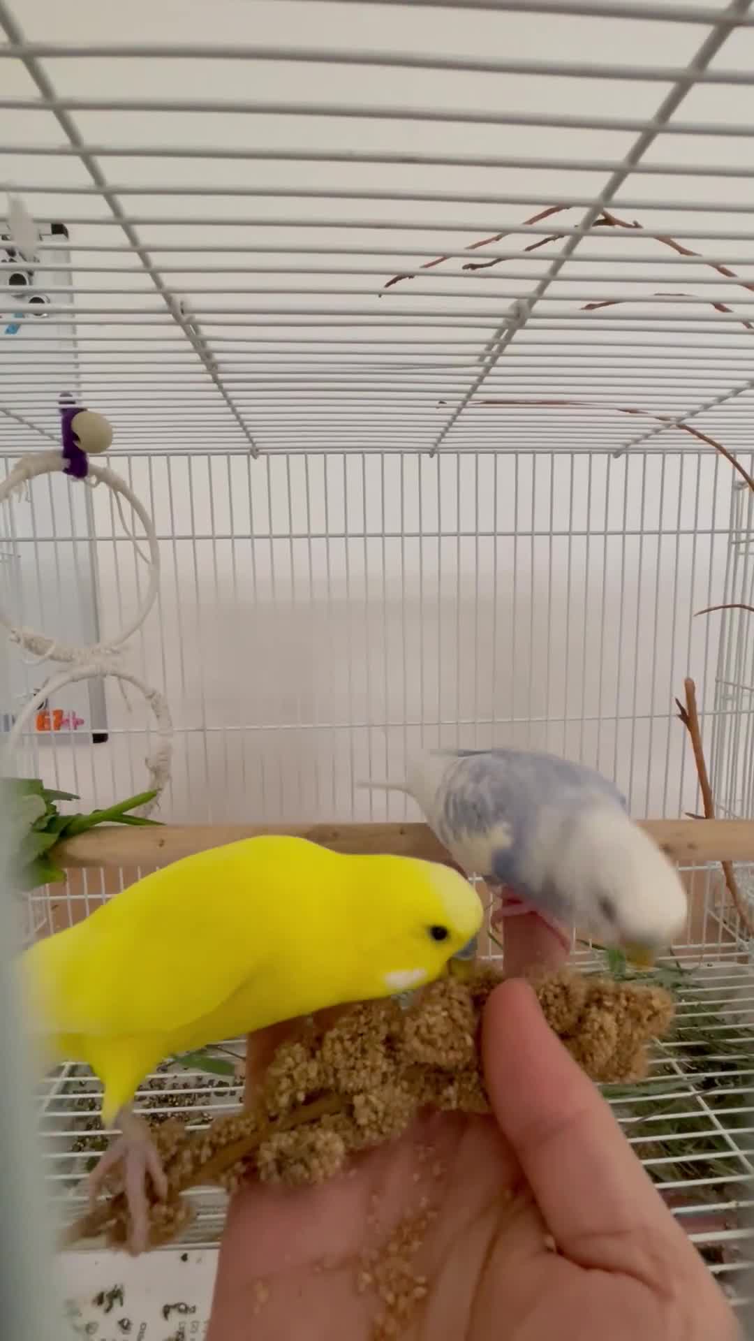 Budgerigars birds for sale: Beautiful Tame Budgies - Video 3