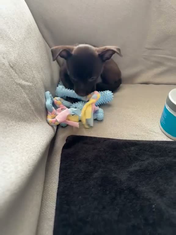 Chihuahua dogs for sale: Beautiful Chihuahua Boy for Sale - Video 3