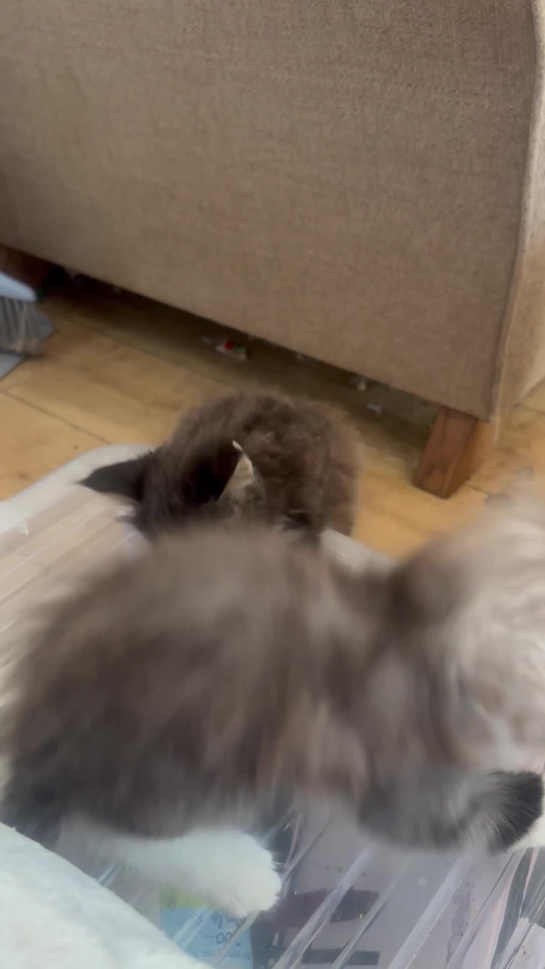Maine Coon cats for sale: Last little girl Maine Coon left - Video 1