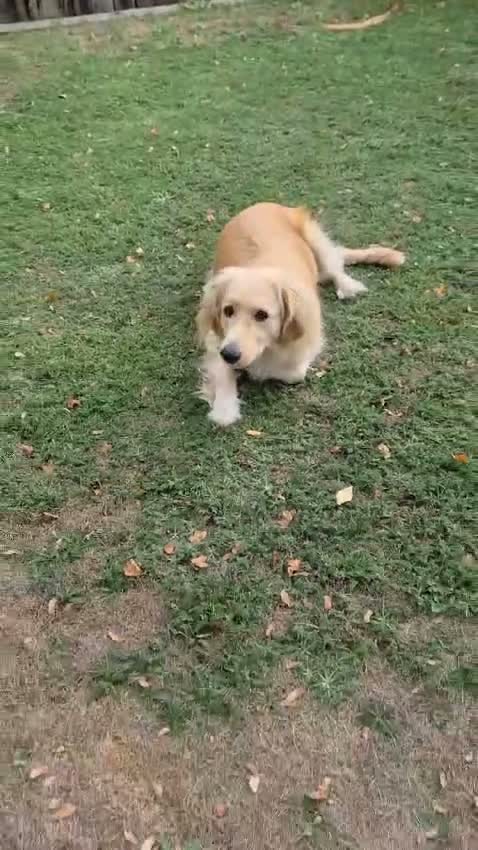 Mixed Breed dogs for adoption: BANDIT - Almost 3 yrs old, Fluffy Mixed Breed Boy in Basingstoke - Video 2