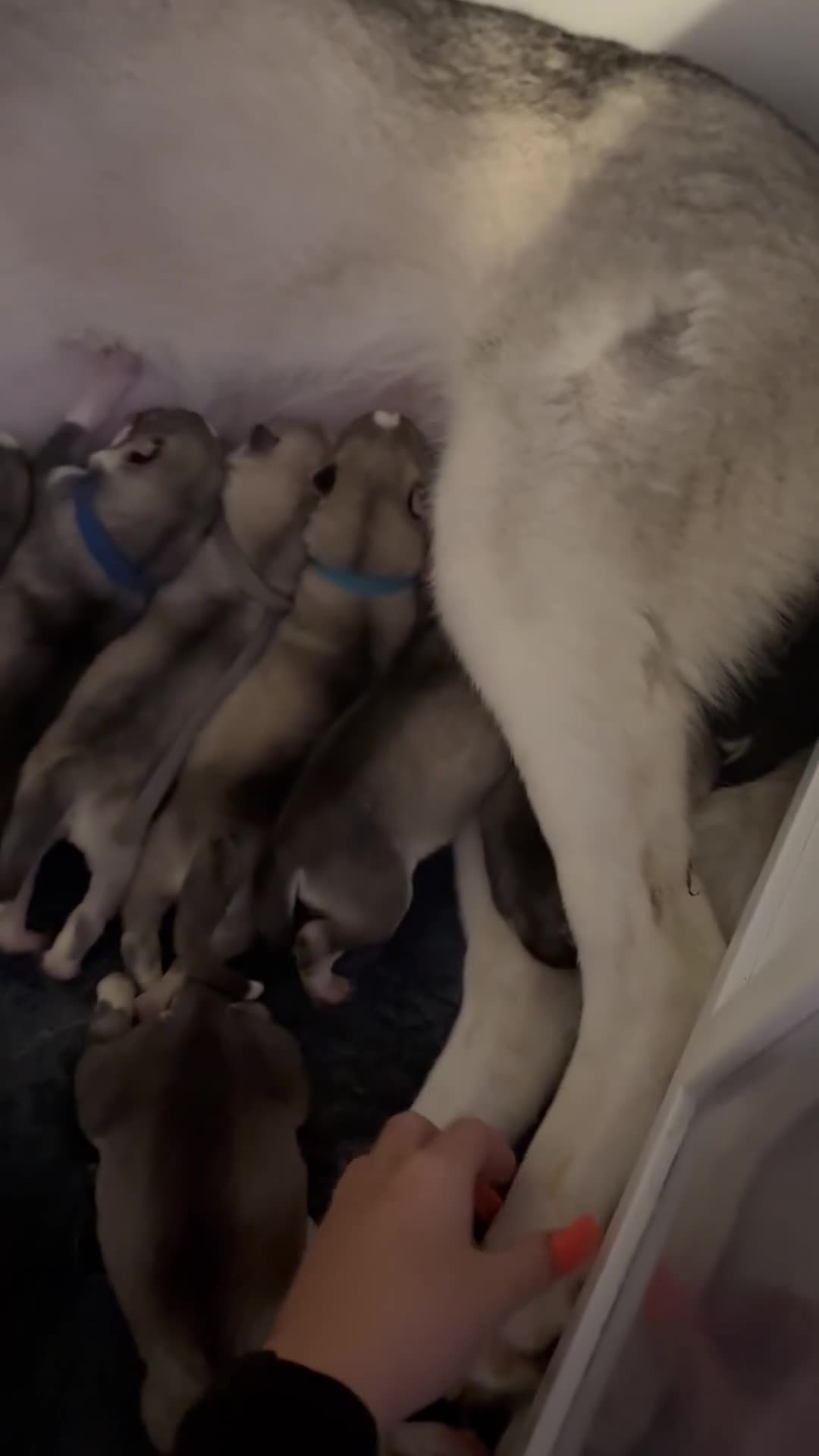 Siberian Husky dogs for sale: Husky puppies - Video 1