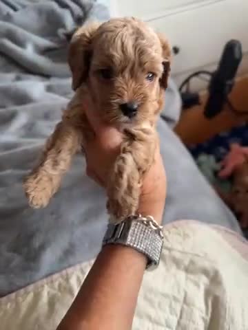 Cavapoo dogs for sale: F1 miniature cavapoo puppies - Video 1