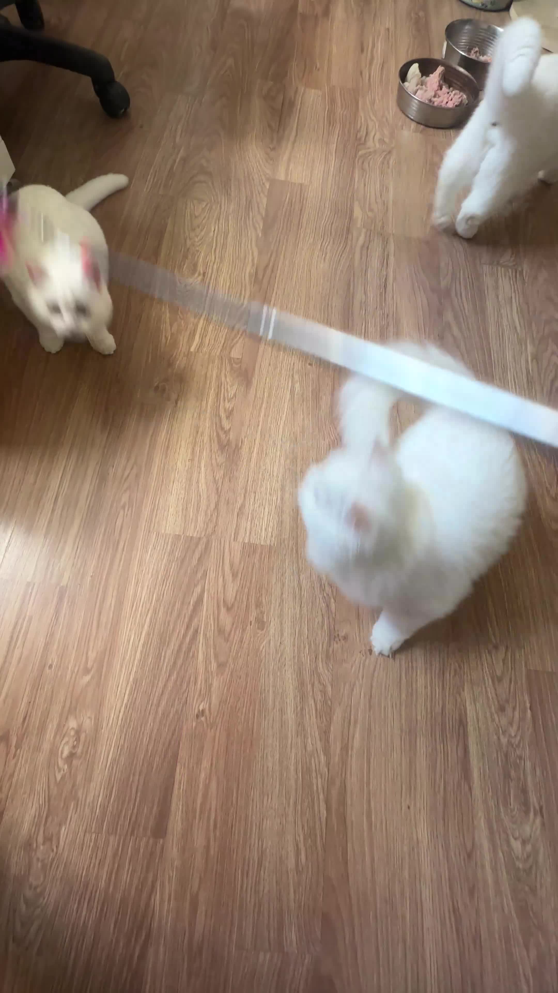 British Shorthair cats for sale: Gorgeous British Longhair & Shorthair Kittens - Video 4