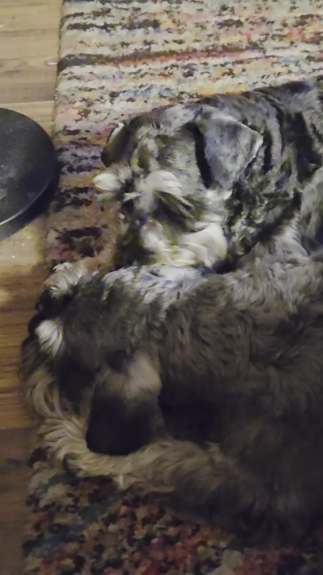 Miniature Schnauzer dogs for sale: Miniature Schnauzer Puppies – Salt & Pepper in Manchester - Video 2