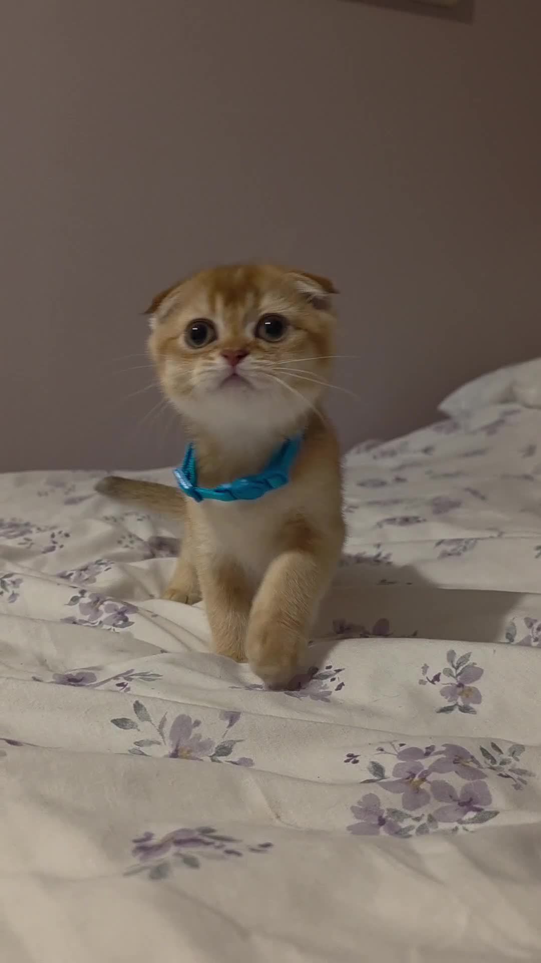 Scottish Fold cats for sale: Purebred Golden chinchilla TICA registered - Video 2